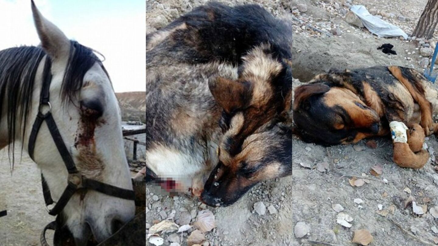 Animales agredidos por un grupo de cazadores en Granada
