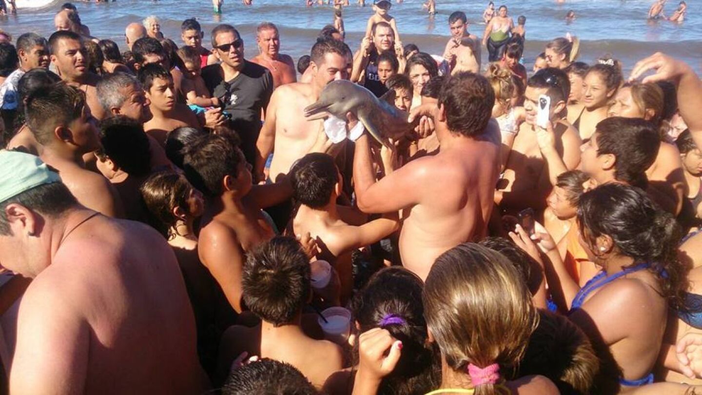 Una multitud intenta hacerse fotos con la cr&iacute;a de delf&iacute;n