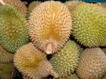 El durio, "el rey de las frutas" El durio, "el rey de las frutas"