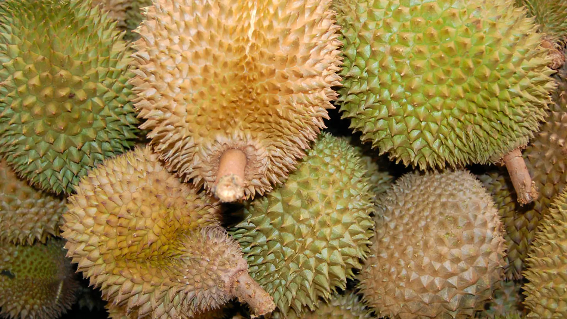 El durio, "el rey de las frutas"