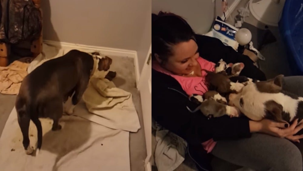Capturas del vídeo que muestra cómo va entregando a sus cachorros a la joven