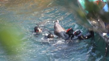 Captura de delfines en Japón 