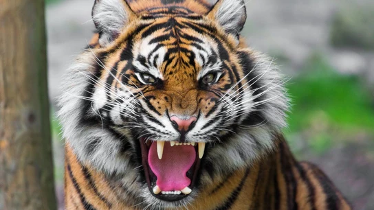 Imagen de archivo de un tigre Imagen de archivo de un tigre