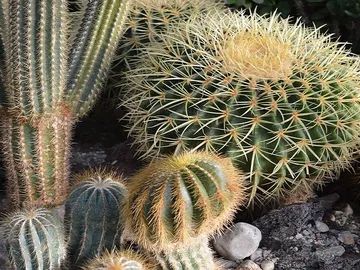 El mito de las espinas de los cactus El mito de las espinas de los cactus