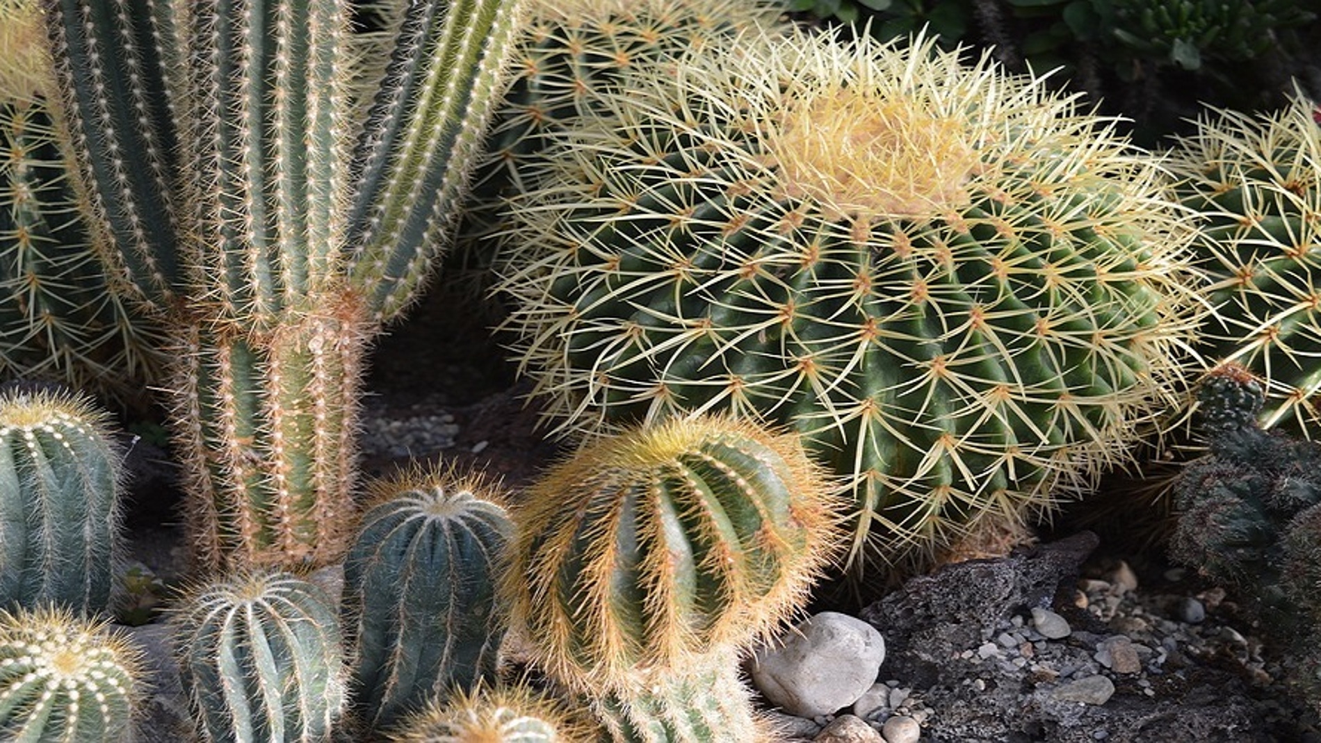 El mito de las espinas de los cactus