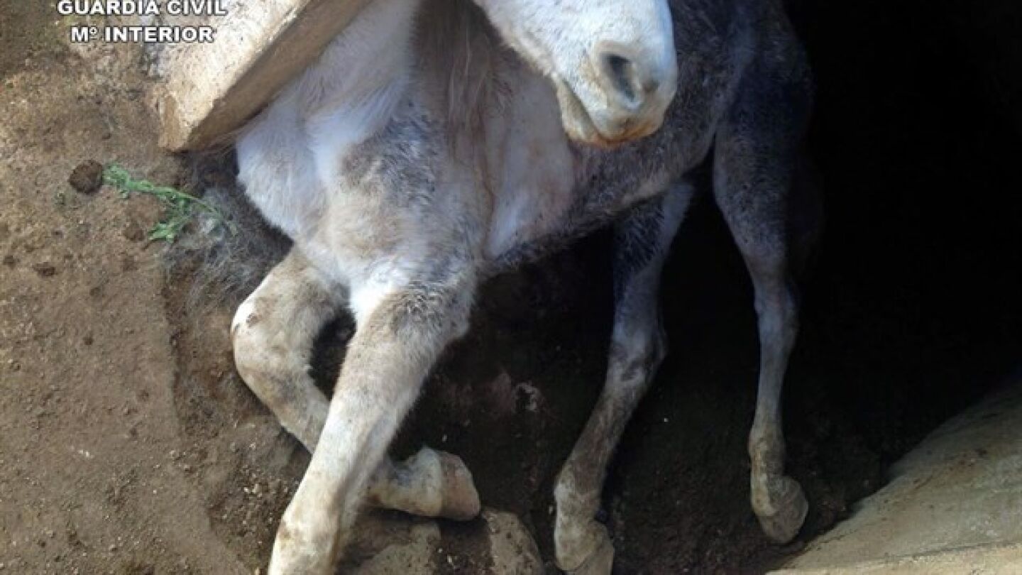 La Guardia Civil halla un caballo muerto en la localidad de Jumilla por malnutrici&oacute;n