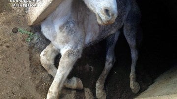 La Guardia Civil halla un caballo muerto en la localidad de Jumilla por malnutrición