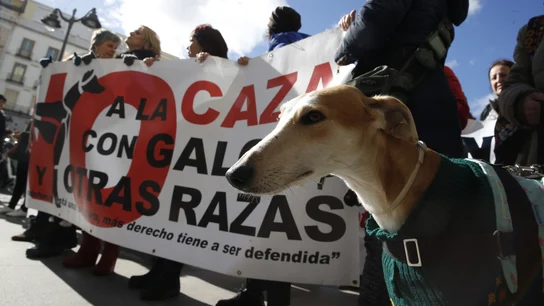 Más de cien asociaciones en todo el país reclaman hoy un rotundo 'no a la caza': "Los cuelgan de los árboles, los matan y los abandonan" QUIEREN PROHIBIR LA CAZA CON PERROS EN ESPAÑA