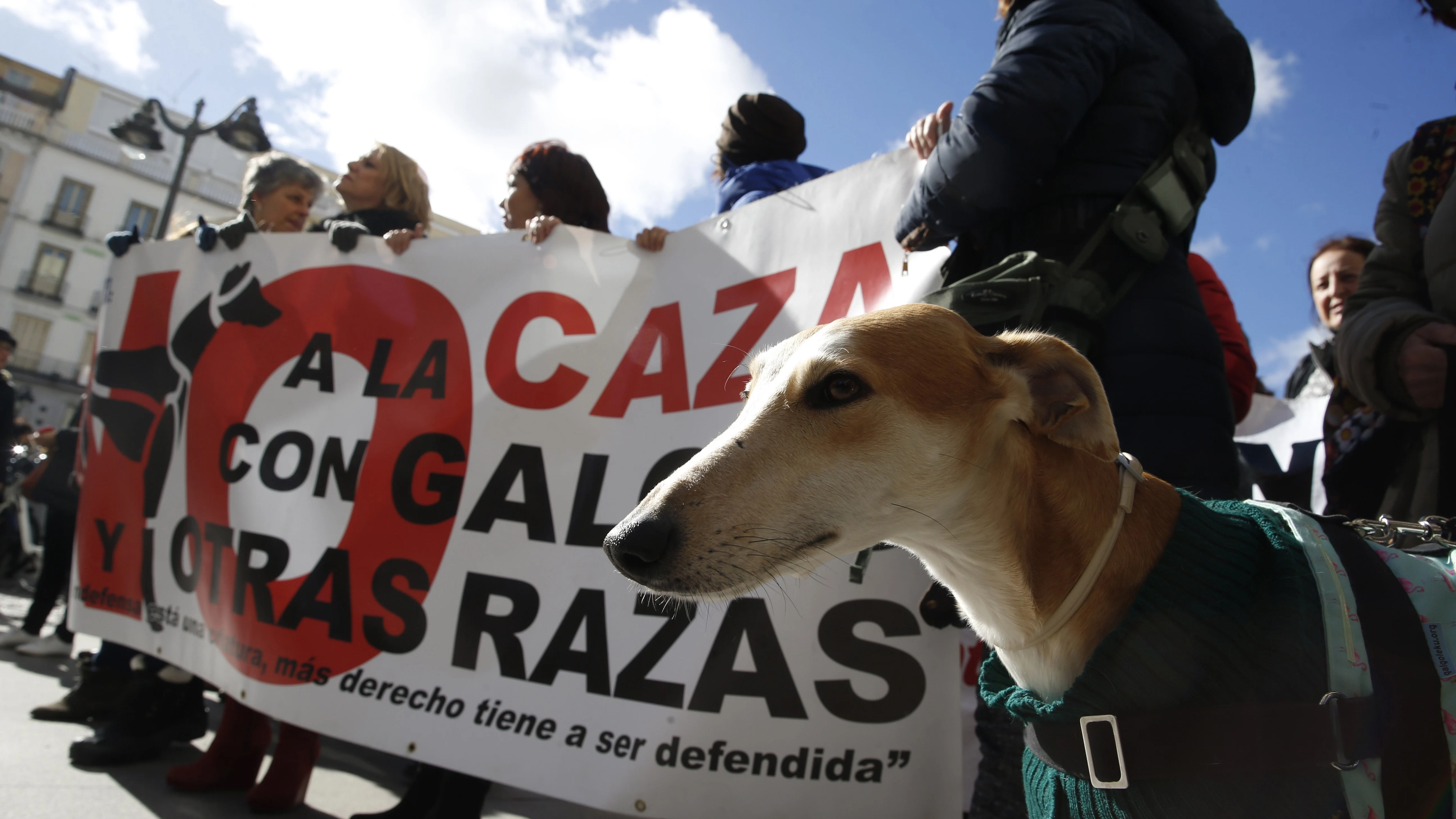 QUIEREN PROHIBIR LA CAZA CON PERROS EN ESPAÑA