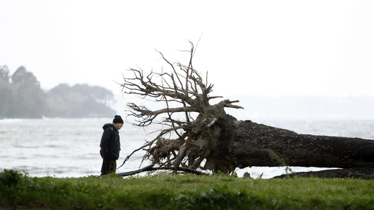 Un hombre observa la raíz de un árbol que el viento derribó la pasada noche en el pinar del concello coruñés de Cabanas Un hombre observa la raíz de un árbol que el viento derribó la pasada noche en el pinar del concello coruñés de Cabanas