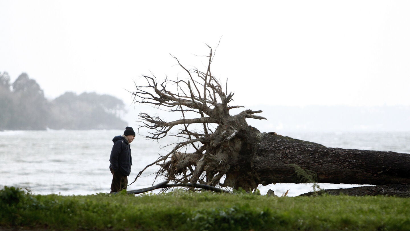 Un hombre observa la ra&iacute;z de un &aacute;rbol que el viento derrib&oacute; la pasada noche en el pinar del concello coru&ntilde;&eacute;s de Cabanas