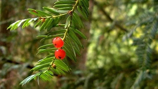 Hojas de tejo Hojas de tejo