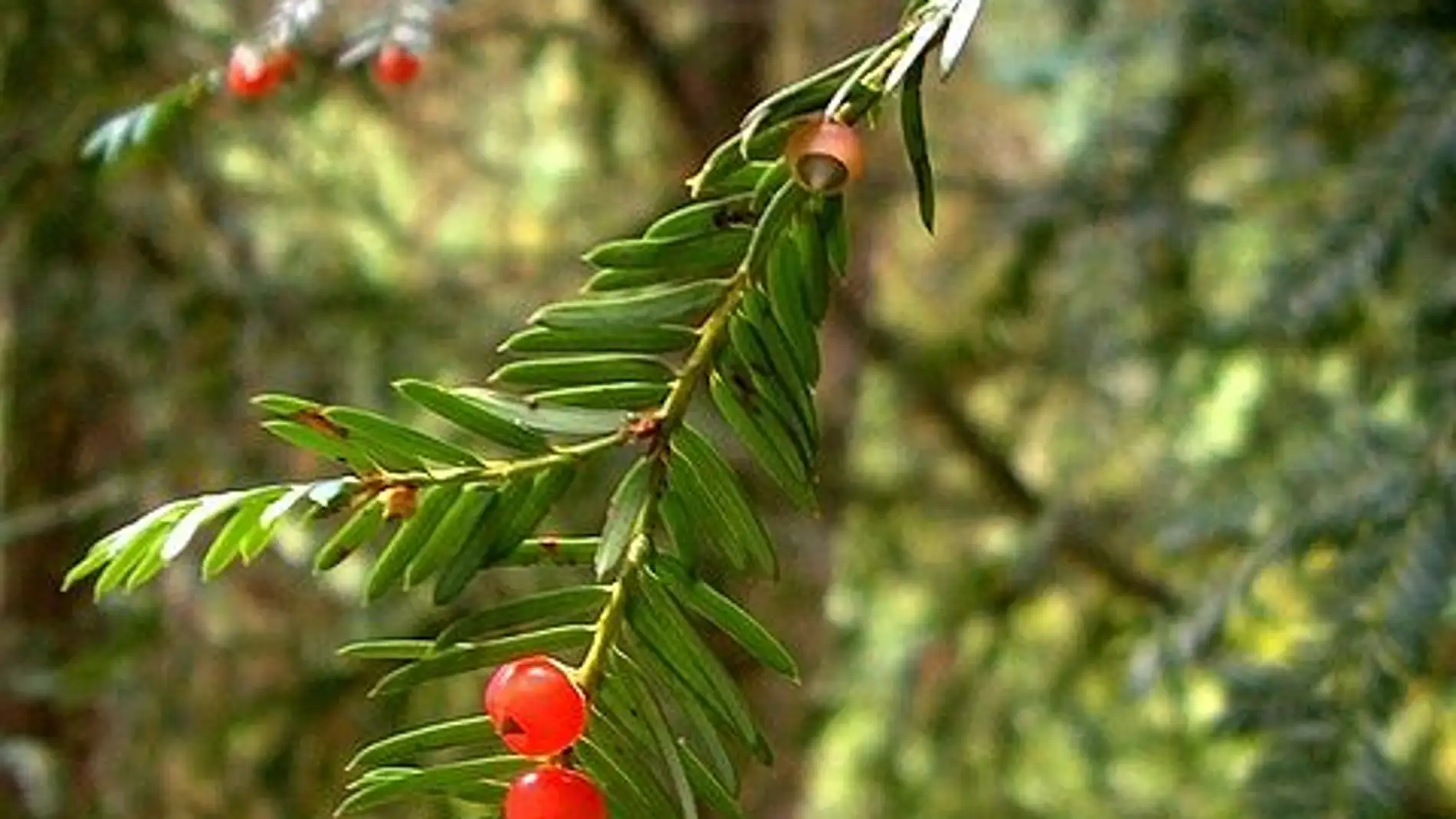 El paclitaxel y sus precursores normalmente se aíslan del tejo del pacífico (Taxus brevifolia).