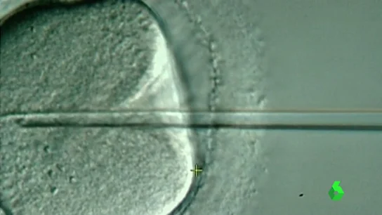 Frame 9.35949 de: inseminacion Frame 9.35949 de: inseminacion