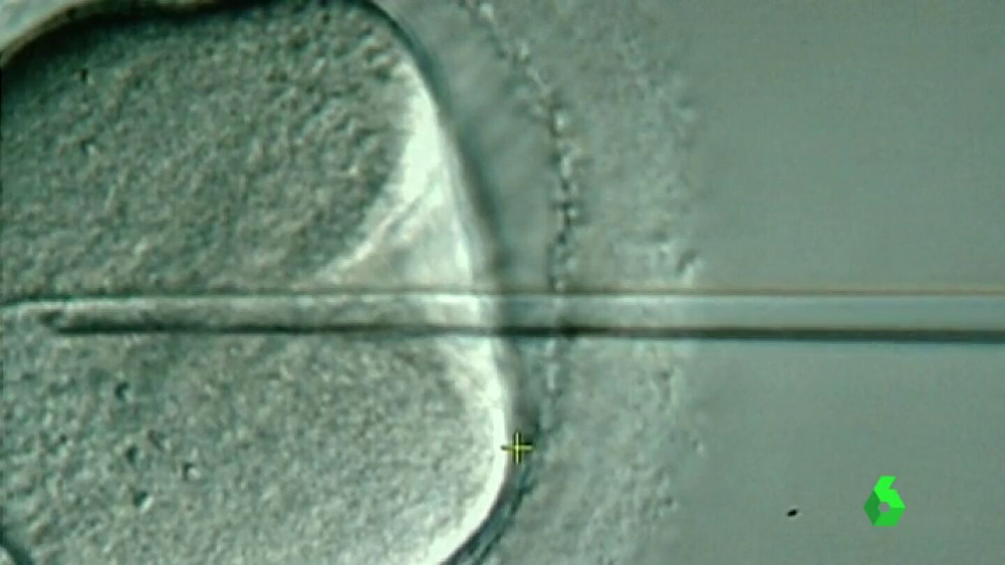Frame 9.35949 de: inseminacion