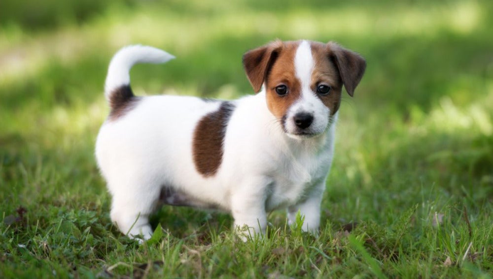 Cachorro de perro de la raza Jack Russell