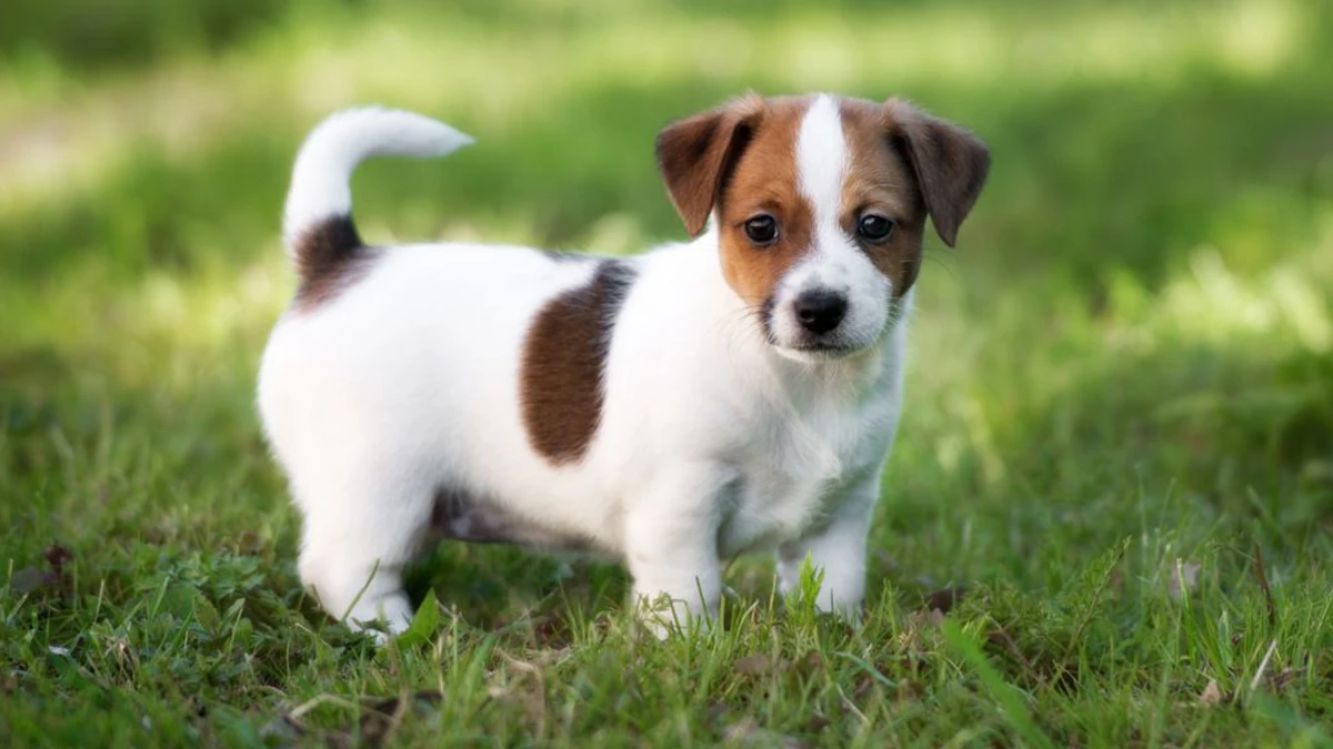 Cachorro de perro de la raza Jack Russell