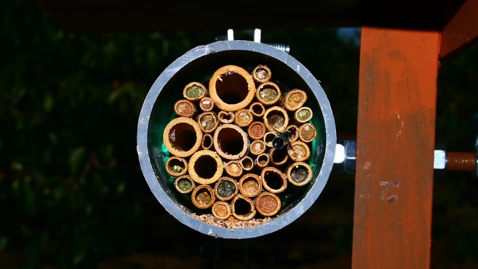 Una investigación de la Universidad de Salamanca revela que la disponibilidad de recursos hace que la abeja 'Osmia caerulescens' tenga más o menos hembras o machos