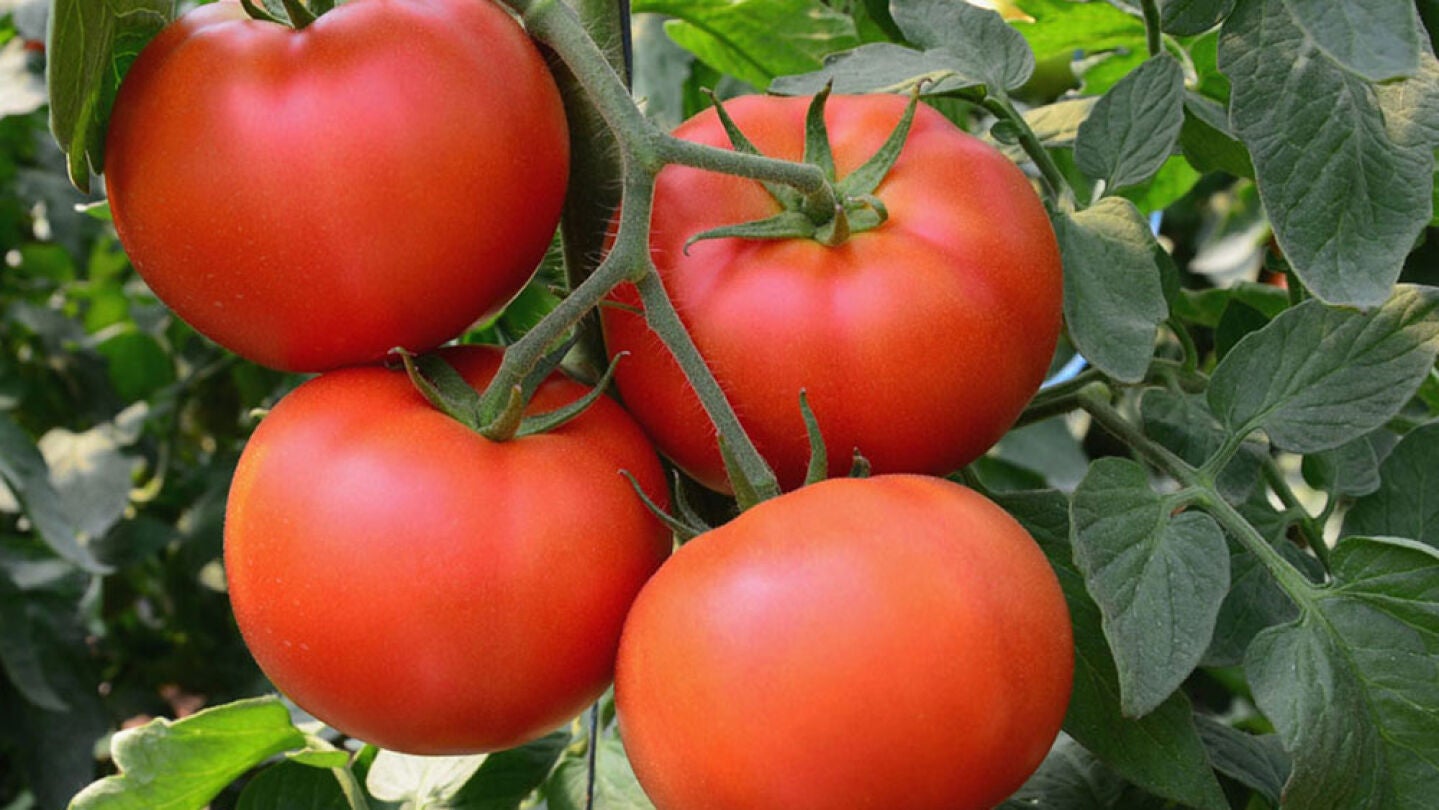 Imagen de archivo de varios tomates en una rama