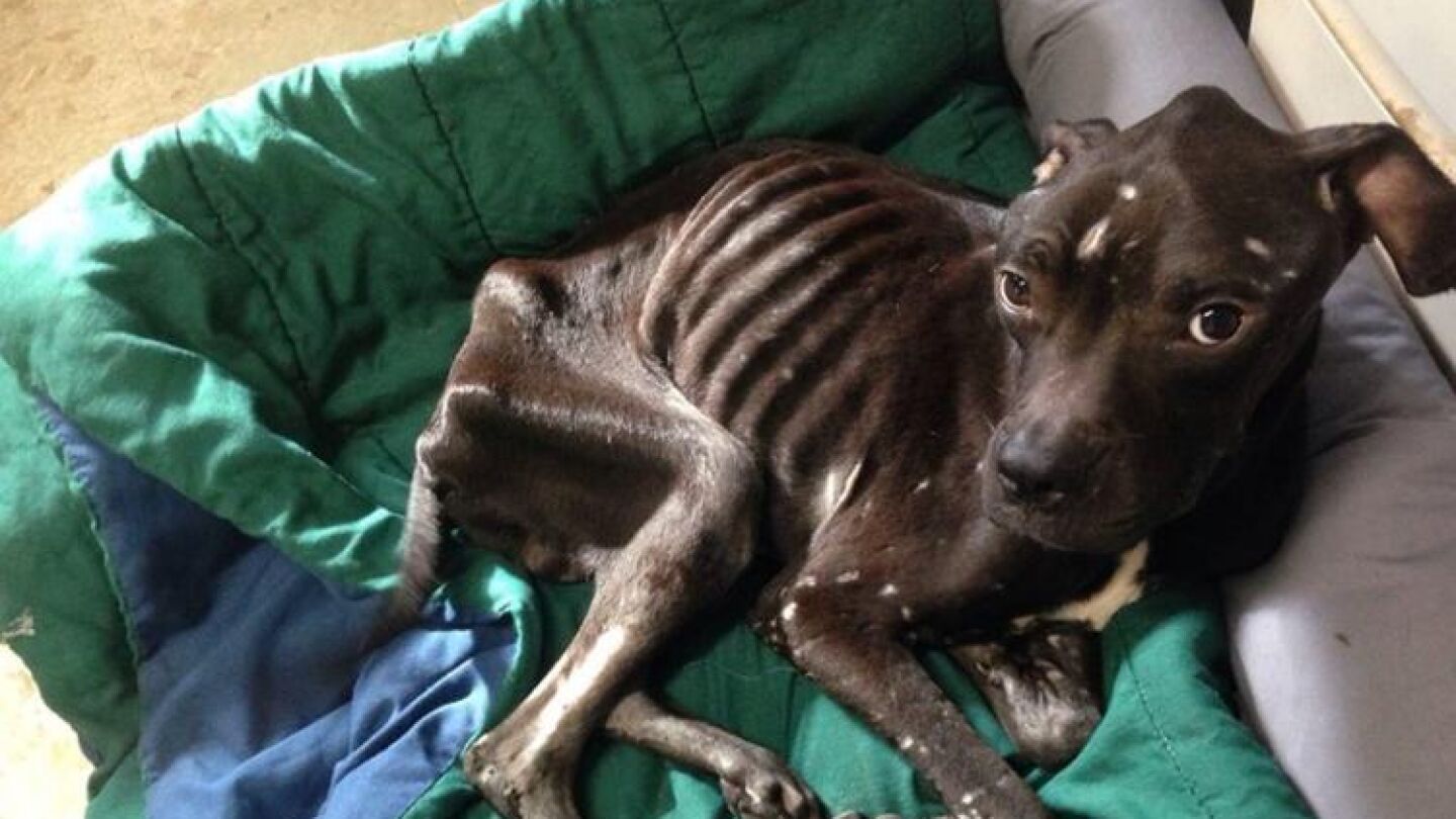 El perrito desnutrido atrapado en una caravana
