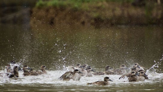 Aves en Do&ntilde;ana