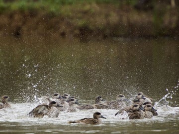 Aves en Doñana Aves en Doñana