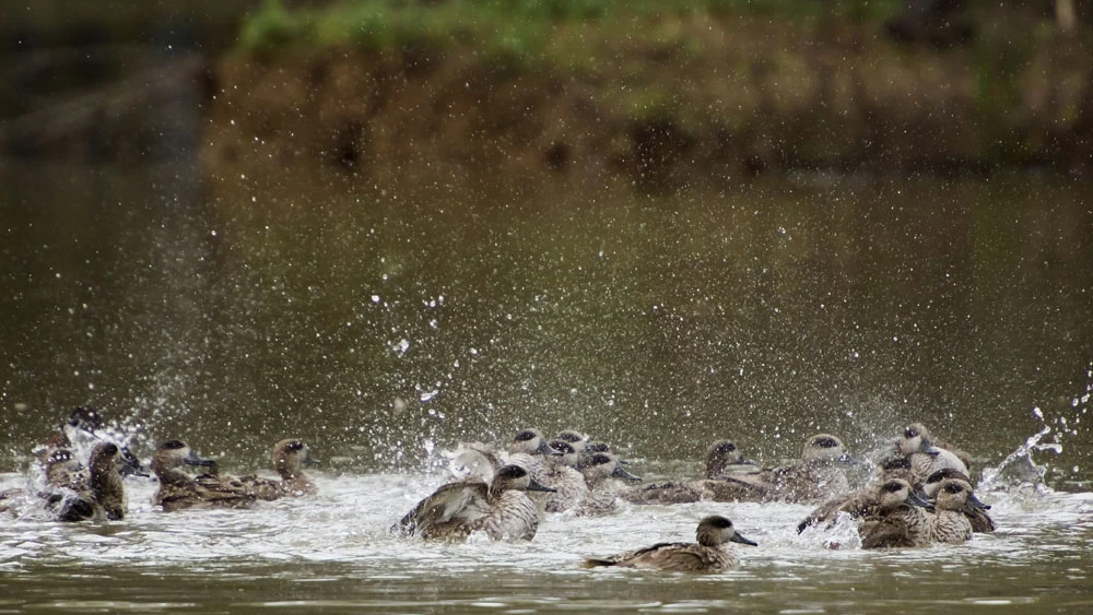 Aves en Doñana