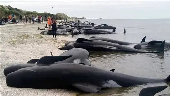 Más de 400 ballenas piloto encallaron en una zona arenosa conocida como Farewell Spit Más de 400 ballenas piloto encallaron en una zona arenosa conocida como Farewell Spit