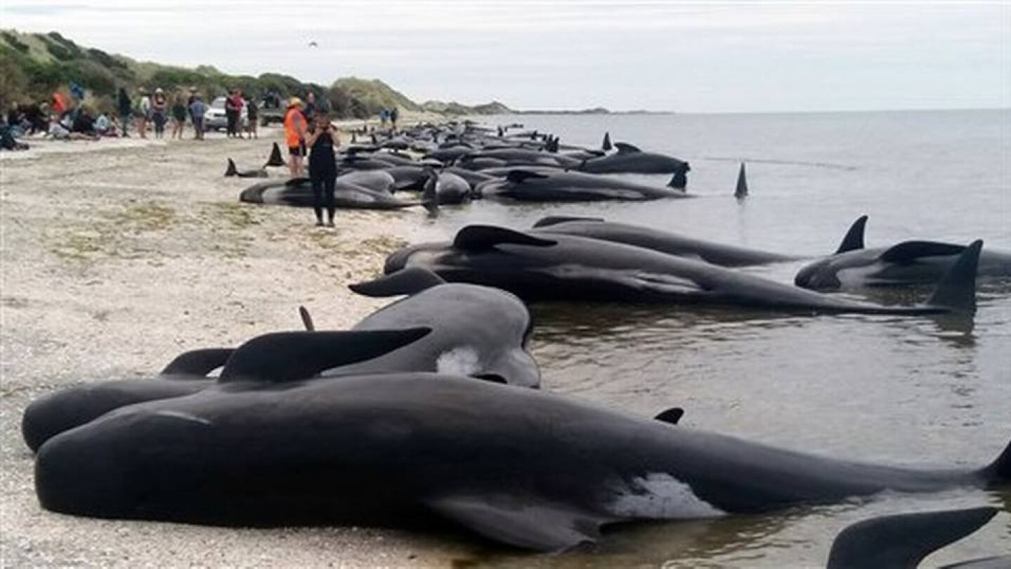 M&aacute;s de 400 ballenas piloto encallaron en una zona arenosa conocida como Farewell Spit