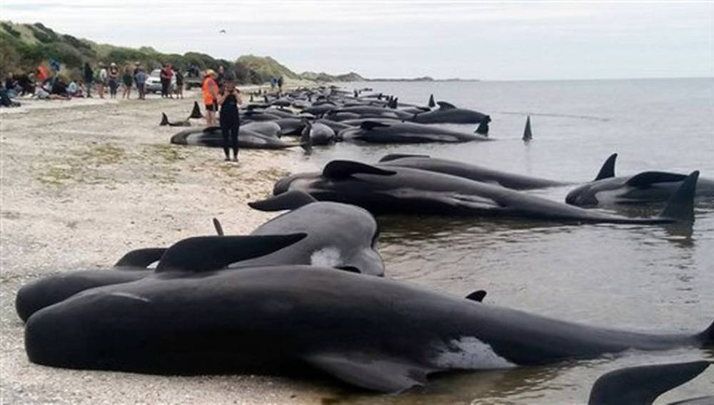 Más de 400 ballenas piloto encallaron en una zona arenosa conocida como Farewell Spit