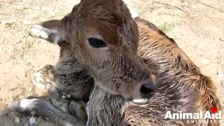 Frame 55.55281 de: El rescate de Dil, un ternero recién nacido abandonado en un caminal sin comida