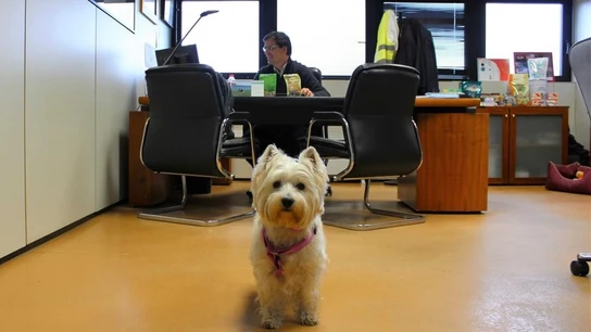 Perro en la oficina con su dueño Perro en la oficina con su dueño