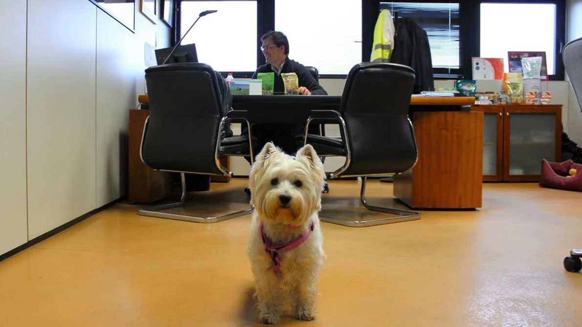 Perro en la oficina con su dueño