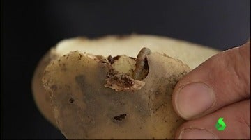 Frame 72.60894 de: Las plantaciones de patata se encuentran destruidas por las polillas guatemaltecas 