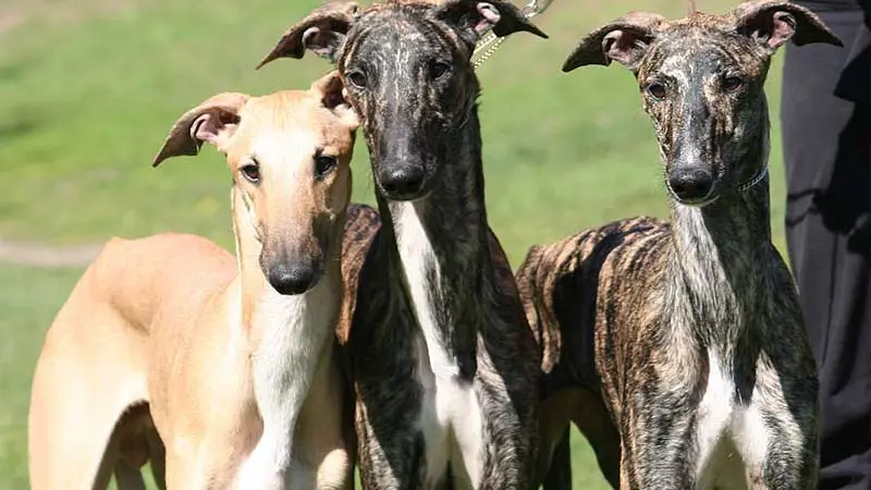 Tres perros galgos