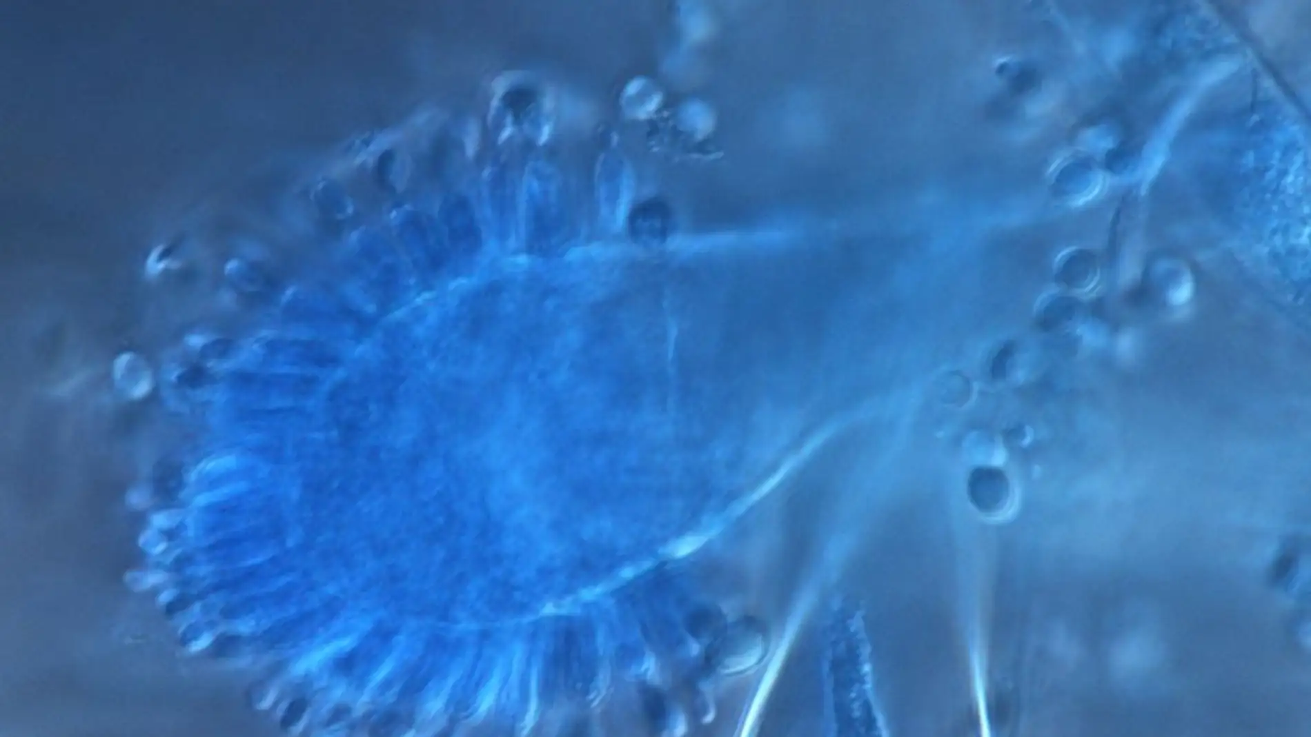 Aspergillus giganteus produce ribotoxinas que pueden ser empleadas con efectos beneficiosos.