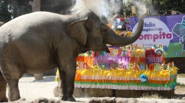 Trompita, la elefanta guatemalteca más famosa