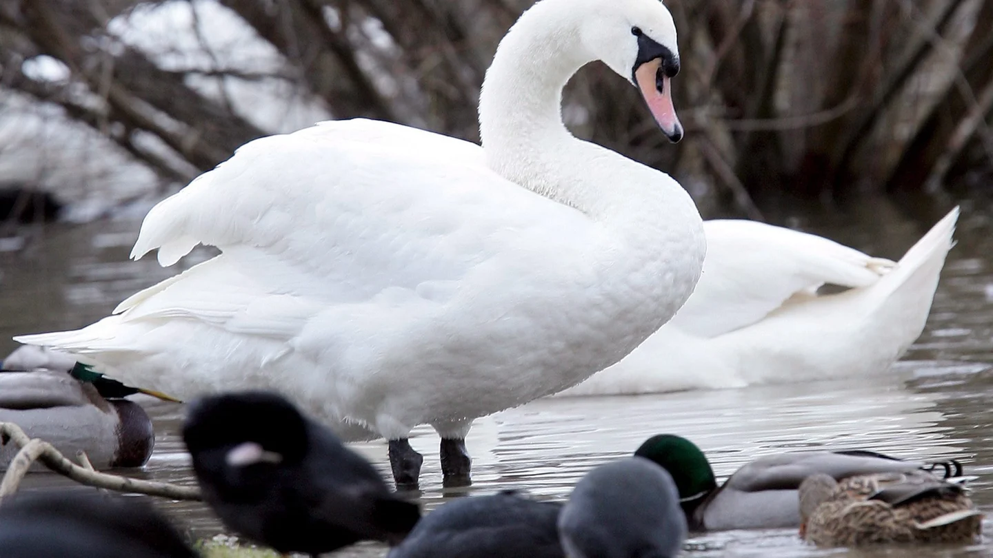 Un cisne y varios patos en el río Moselle, cerca de Thionville, en el este de Francia Un cisne y varios patos en el río Moselle, cerca de Thionville, en el este de Francia