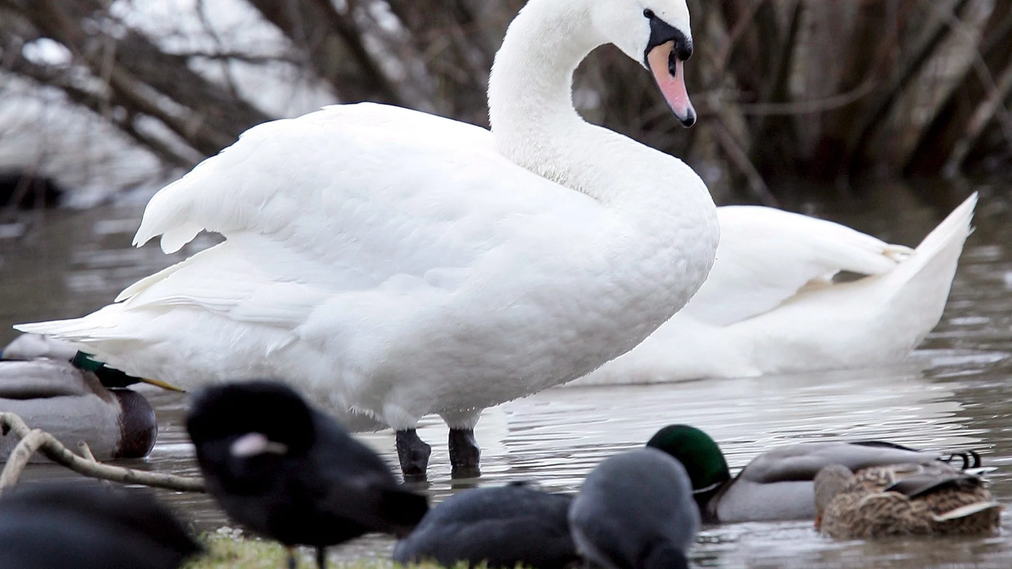 Un cisne y varios patos en el río Moselle, cerca de Thionville, en el este de Francia