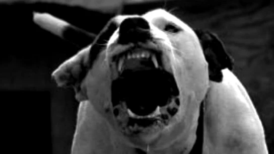 Pitbull Imagen de archivo de un pitbull
