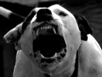 Pitbull Pitbull