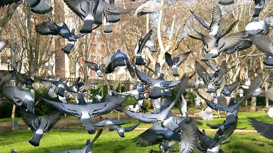 Palomas Palomas