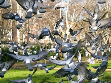 Palomas Palomas