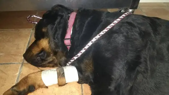Perro envenenado en Alicante Perro envenenado en Alicante