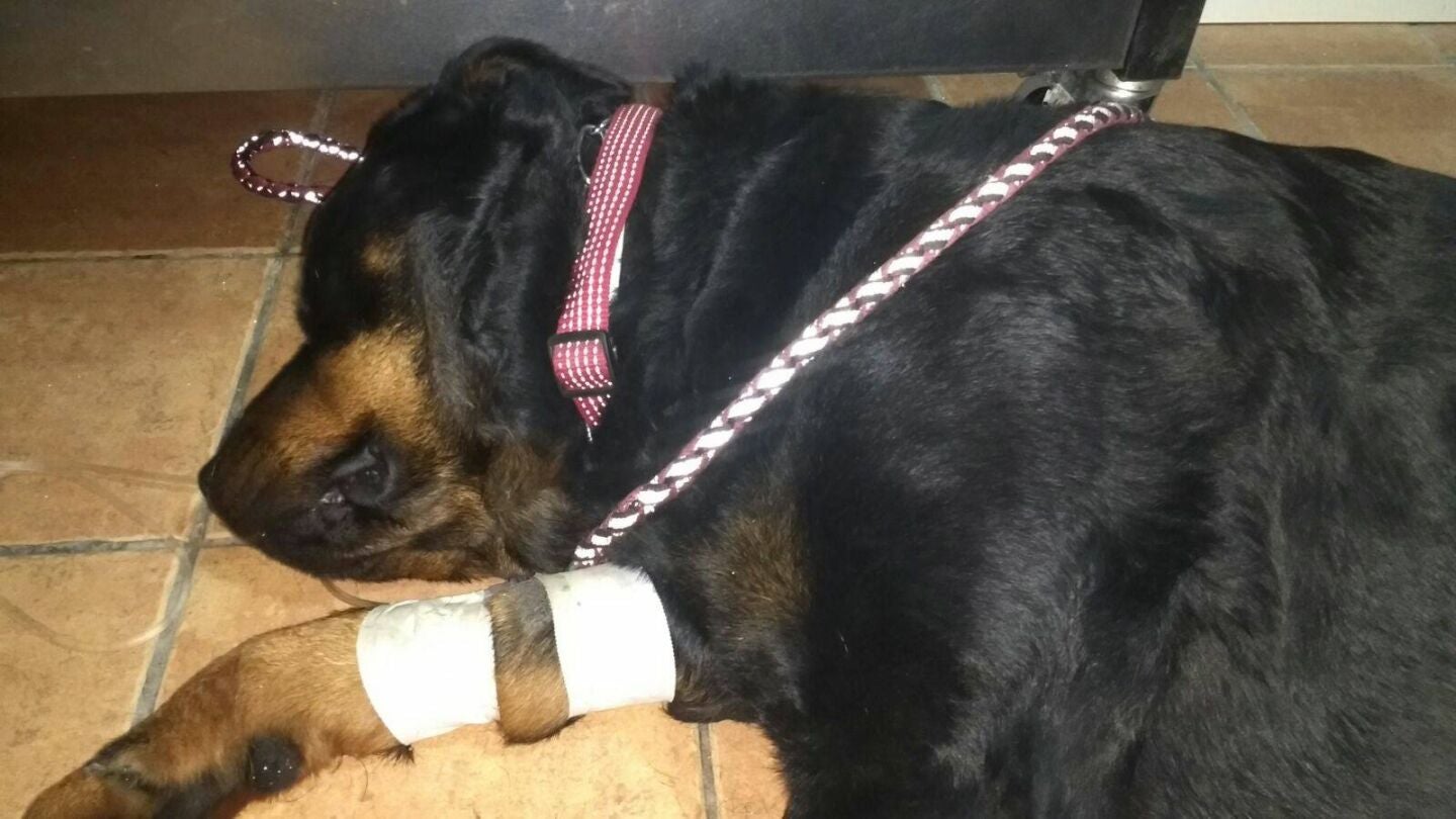 Perro envenenado en Alicante