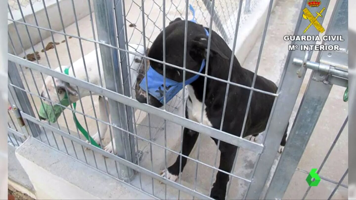 Frame 0.559298 de: Sacrifican a los cinco perros que supuestamente causaron la muerte a un hombre en Beniarbeig