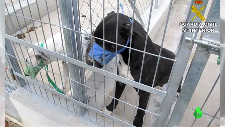 Frame 0.559298 de: Sacrifican a los cinco perros que supuestamente causaron la muerte a un hombre en Beniarbeig