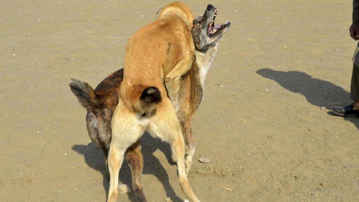 Imagen de archivo de dos perros pele&aacute;ndose