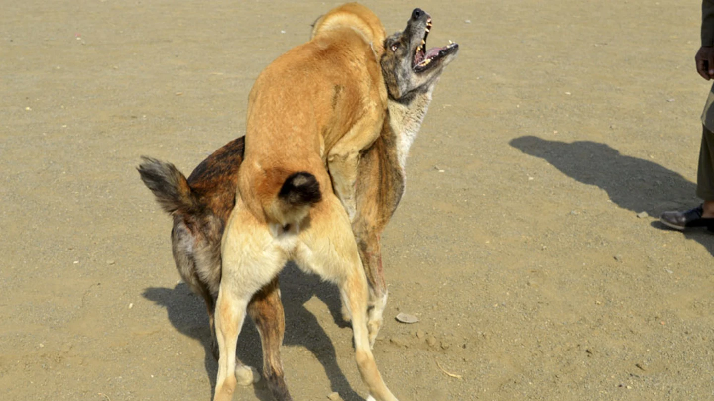 Imagen de archivo de dos perros peleándose Imagen de archivo de dos perros peleándose