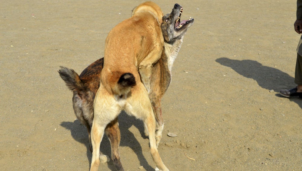 Imagen de archivo de dos perros peleándose